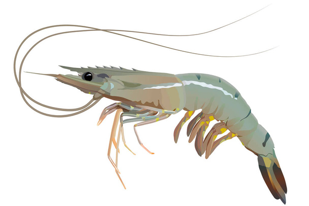 Fresh shrimp or prawn on white background vector - Vector, Image