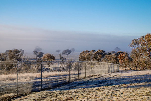 Zimowy mróz i mglisty poranek w rezerwacie przyrody Mulligans Flat, Australijskie Terytorium Stołeczne. - Zdjęcie, obraz