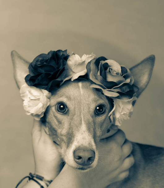 dog brown posing with flowers in head background of Light colors - Photo, Image
