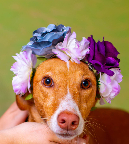 собака коричневий позує з квітами на головному фоні світлих кольорів
 - Фото, зображення