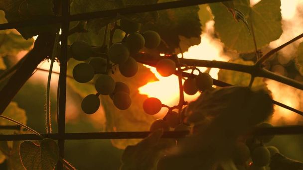 kypsiä rypäleitä viiniköynnöksen valmistukseen valkoviiniä. Kypsät viinirypäleet. Vineyard Vineyard Sunset. Rypäleiden sato Italiassa. Italian Village Kaunis viinitarhoja
. - Valokuva, kuva