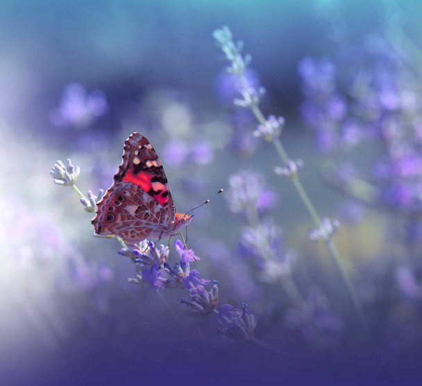 Όμορφο φόντο μπλε φύσης.Floral Art Design.Macro Photography.Floral αφηρημένη παστέλ φόντο με αντίγραφο space.Butterfly και Lavender Field.Butterfly το καλοκαίρι Floral Background.Beautiful πεταλούδα σε ένα λουλούδι.. - Φωτογραφία, εικόνα