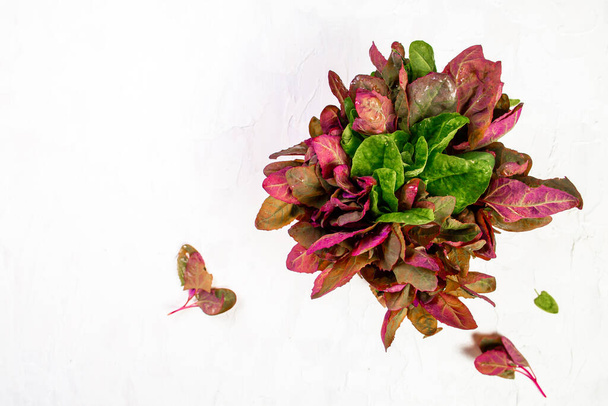 una varietà di fascio di spinaci rossi e verdi su sfondo bianco. spazio per il testo. vista dall'alto. - Foto, immagini