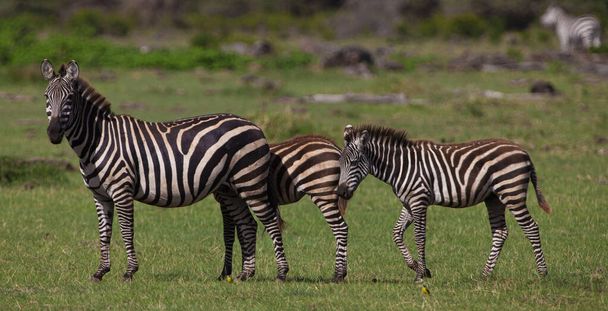 Zebras in the Lake Manyara National Park, Tanzania - 写真・画像