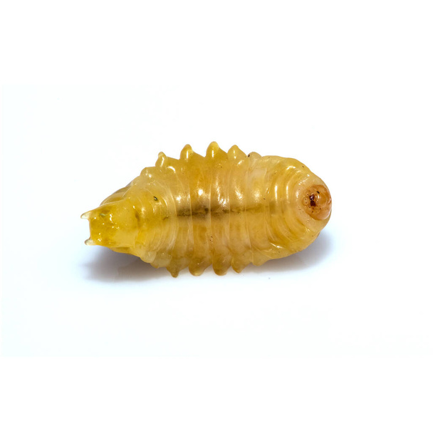 Close up of dead asian hornet larva larvae insect. Poisonous venom animal. isolated on the white background.  - Photo, Image