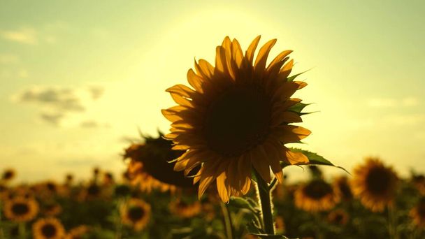 Prachtige zonnebloemen in de zomer veld in stralen van felle zon. Oogst rijpt in het veld. veld van gele zonnebloem bloemen op een achtergrond van wolken. zonnebloem zwaait in de wind. landbouwbedrijven - Foto, afbeelding