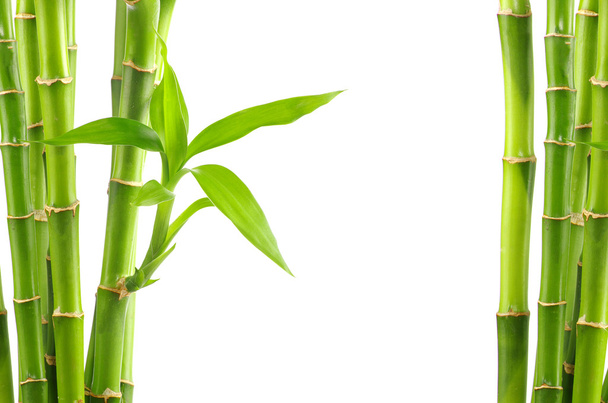 bamboo background - Fotó, kép