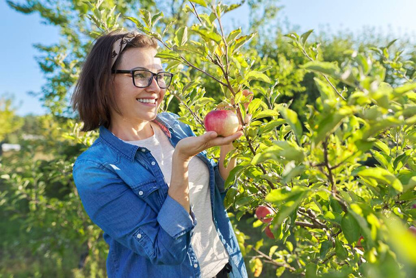 Smiling female gardener near apple tree with ripe red apples - Zdjęcie, obraz