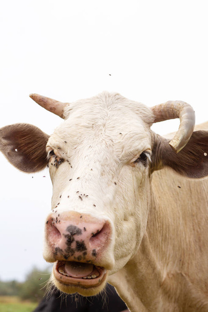 Maaseudun lehmät laiduntavat vihreällä niityllä. Maaseudun elämää. Eläimiä. maatalousmaa. - Valokuva, kuva