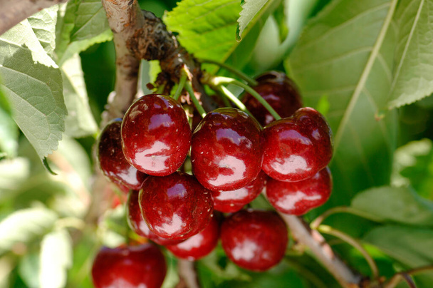 árbol lleno de sabrosas y grandes cerezas rojas, cereza, ciliegia di Vignola, Emilia Romagna, dieta, albero di ciliegie, coltivazione
 - Foto, imagen