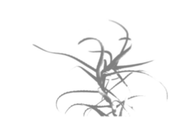 Kasvien varjojen kesätausta. Aloe-oksien varjo on valkoisella seinällä. Valkoinen ja musta päällekkäin valokuvan tai mockup. - Valokuva, kuva