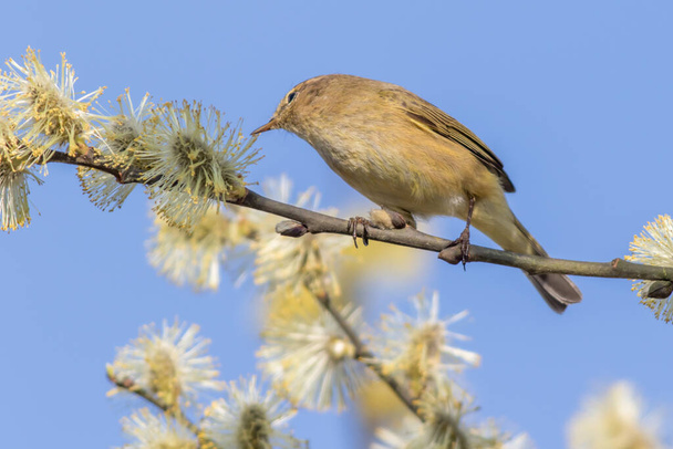 A common chiffchaff is sitting on a branch - Photo, Image