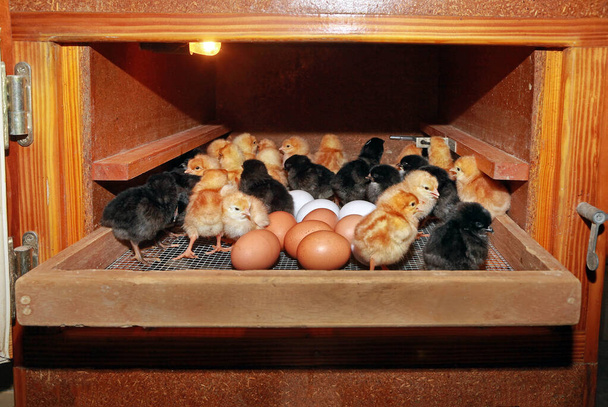 Inkubátor csirkék számára, közelkép - Fotó, kép