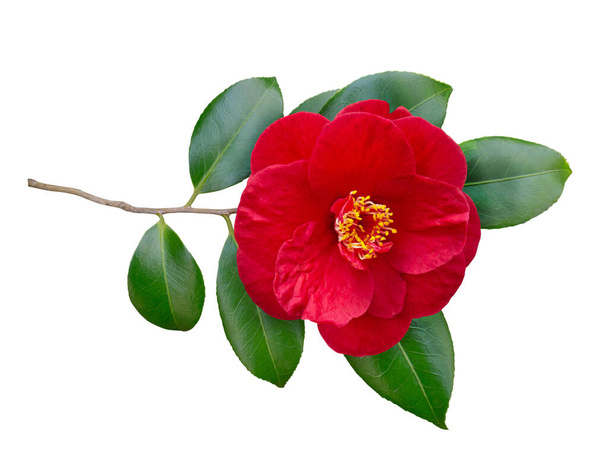 Red camellia semi-double form open flower and leaves isolated on white. Japanese symbol of love.   - Photo, Image