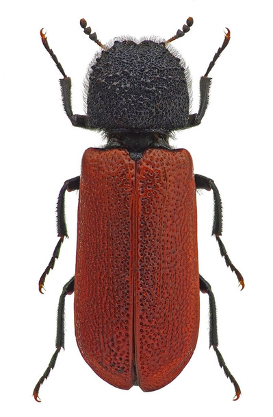Bostrichus capucinus, un escarabajo aburrido de madera
 - Foto, imagen