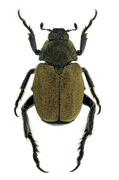 Hoplia meridiana, a recently discovered species of Chafer from southern Italy - Photo, Image