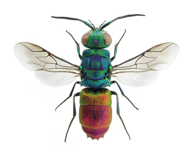 Kaunis käki ampiainen Chrysis comta, Euroopasta
 - Valokuva, kuva