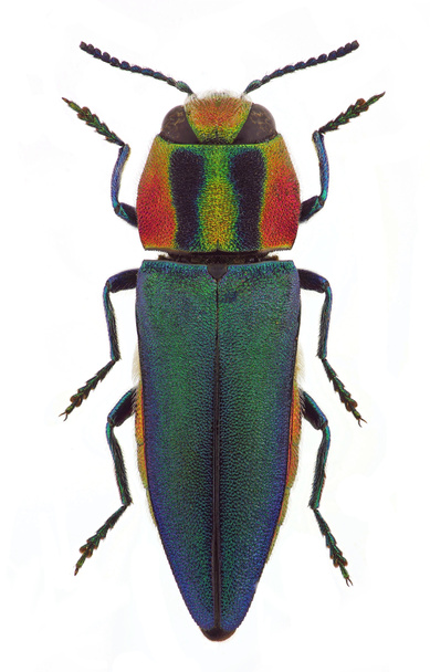 Anthaxia hungarica, femmina, uno scarabeo gioiello proveniente dai paesi mediterranei
 - Foto, immagini