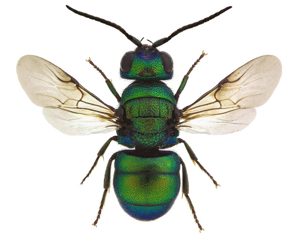 Holopyga fervida, una vespa a cucù dall'Europa
 - Foto, immagini