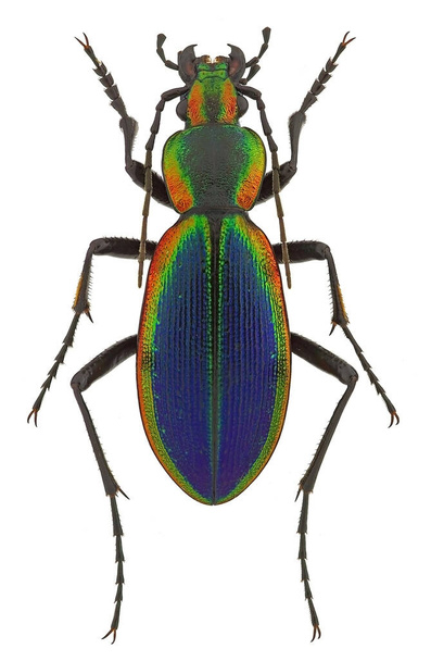 Ceroglossus chilensis latemarginatus, uno scarabeo arcobaleno del Cile
 - Foto, immagini