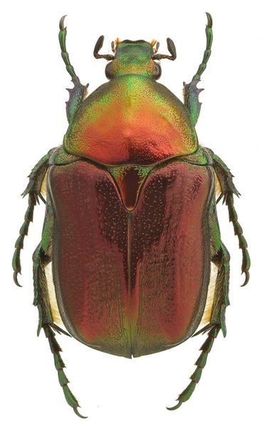 Flower beetle Protaetia angustata isolated on white background - Photo, Image