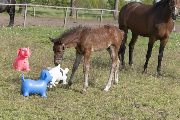 Brown stallion foal is playing with brightly colored rubber inflatable animal toys, in the pasture, riding horse. - Photo, Image