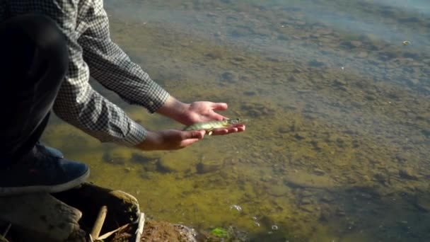 Fisherman hands lets go just caught pike fish - Filmati, video