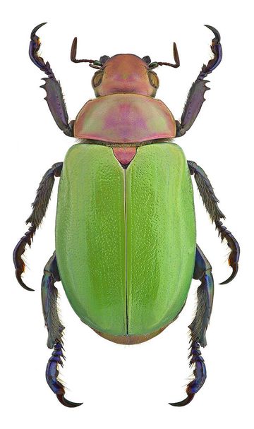 Chrysina erubescens, un escarabajo escarabajo de México
 - Foto, imagen