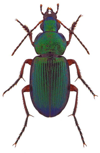Dinodes decipiens ground beetle - Photo, Image