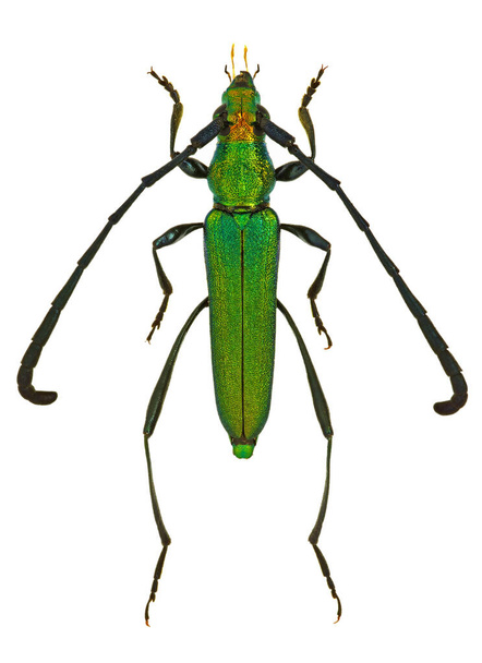 Closteromerus claviger, uno scarabeo africano
 - Foto, immagini