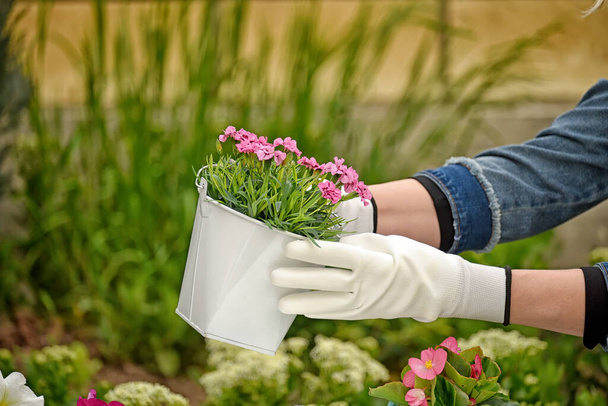 Hands in gloves with a shovel dig earth for planting cute flowers. spring garden work. - Фото, зображення