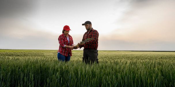 Young farmers examing planted young  wheat in spring - 写真・画像