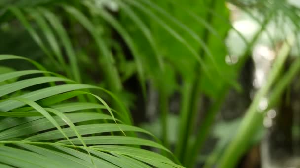 Брызги воды в тропических лесах. Джунгли тропический экзотический фон с ручьем и дикие сочные зеленые листья в лесу. Раинский лес или зелень сада. Свежие живые райские растения листву с боке - Кадры, видео