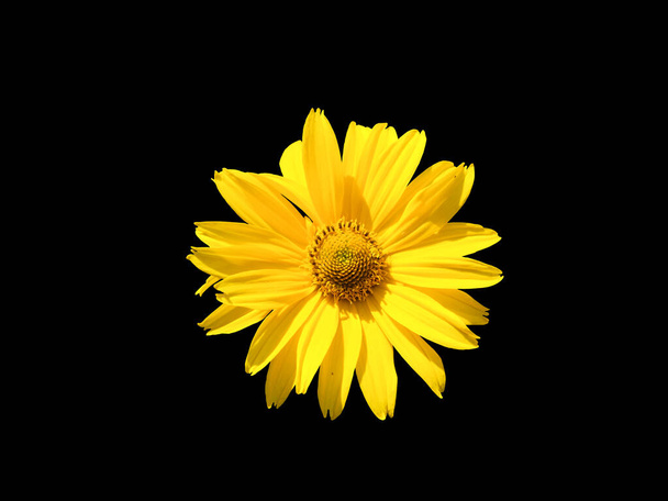 Arnica mountain, close-up. Beautiful yellow flower. Isolated on a black background. - Photo, Image