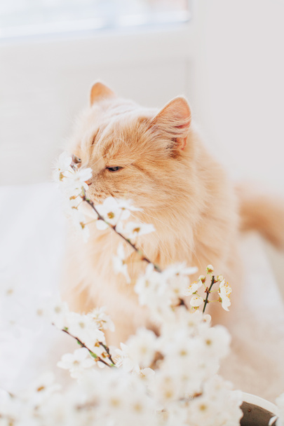 Kočka v kvetoucích svačinách doma. Jemná jarní fotografie. - Fotografie, Obrázek