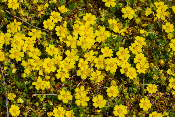 Yellow flowers of creeping cinquefoil as floral background, Potentilla reptans or Kriechende Fingerkraut - Photo, Image