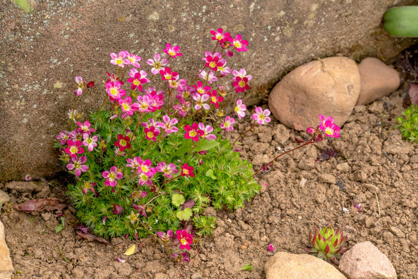 Saxifraje musgo con flores rosadas en un macizo de flores
 - Foto, imagen