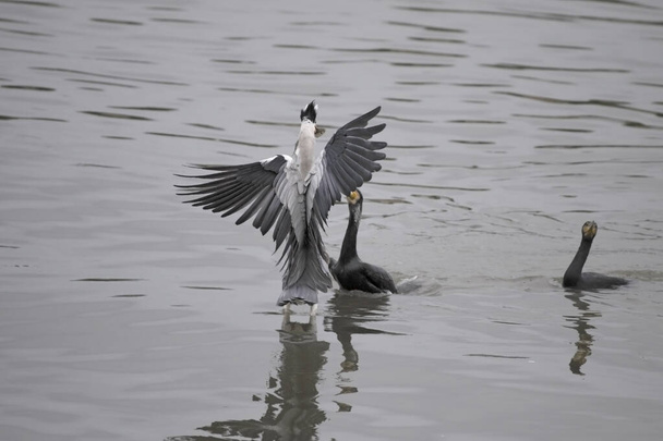 Heron obtěžován kormorány, kteří měli v úmyslu ukrást ryby právě chycené v řece Douro, Porto, Portugalsko - Fotografie, Obrázek