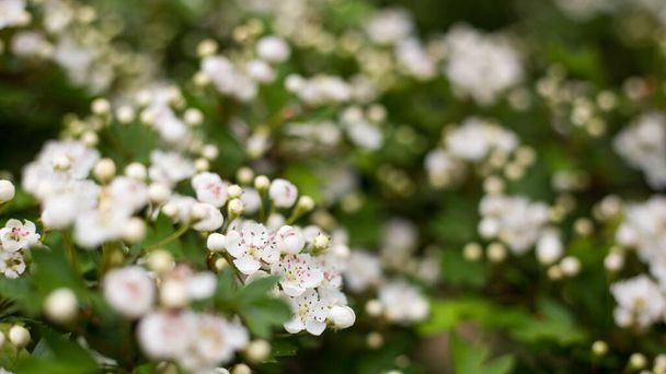 Beautiful blooming Vanhoutte Spirea, Small white flowers in sumptuous clusters. Tree with White Little Blossoms, nature background - Photo, Image