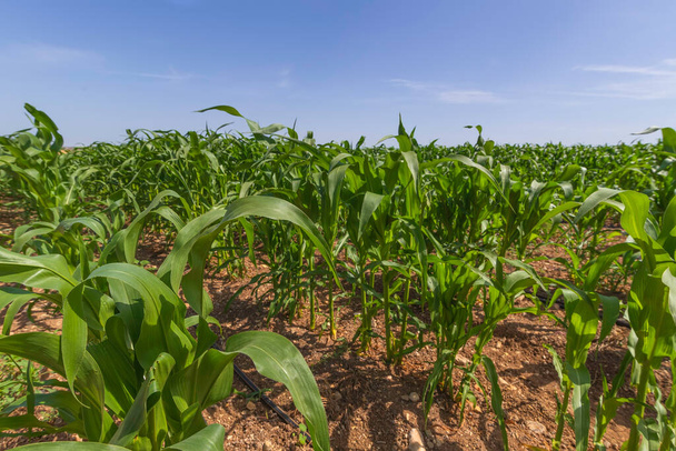 Ряды молодых зеленых побегов кукурузы на сельскохозяйственном поле
 - Фото, изображение