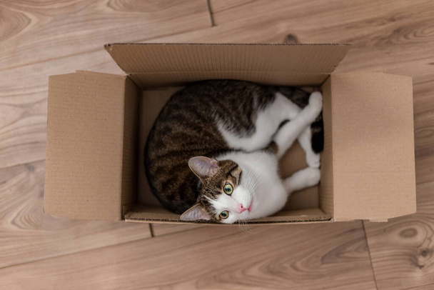Teslimat kutusunda Avrupalı bir kedi. Yeni bir ev alma ya da taşınma fikri. Evcil hayvan karton bir kutuda oturuyor.. - Fotoğraf, Görsel