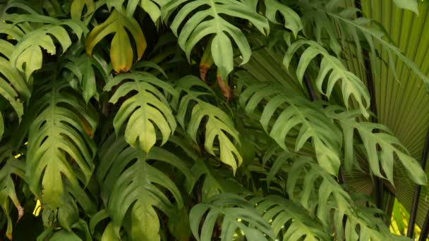 Соковита екзотична тропічна монстра залишає текстуру тла, копія. Пишне листя, зелень в райському саду. Абстрактний природний темно-зелений фон рослинності джунглів, літній літній дощовий ліс
. - Кадри, відео