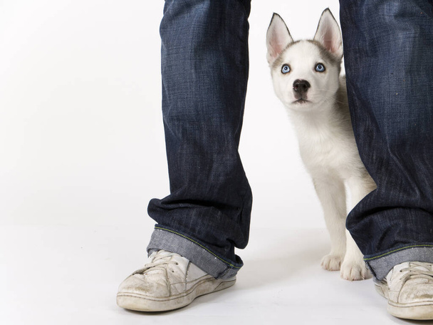 Fluffy young Husky dog puppy with piercing blue eyes stands by his master - Photo, Image