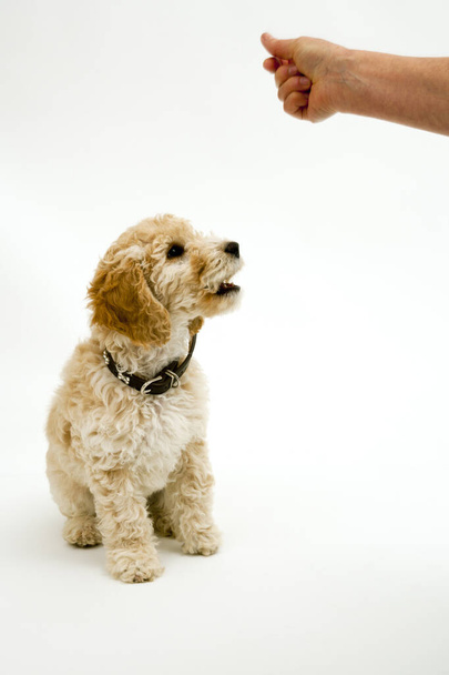 A cute 12 week old Cockapoo puppy bitch on a white background sits obediently for a treat - Zdjęcie, obraz