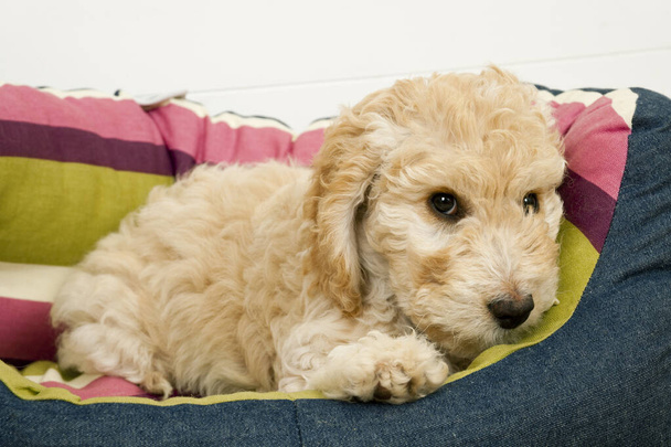 Un lindo cachorro de 12 semanas de edad Cockapoo perra sobre un fondo blanco se encuentra en su nueva cama mirando a la cámara
 - Foto, imagen