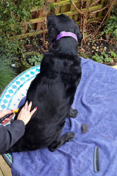 An elderley black labrador bitch outside on a garden table being groomed by her owner after a walk. - Fotoğraf, Görsel