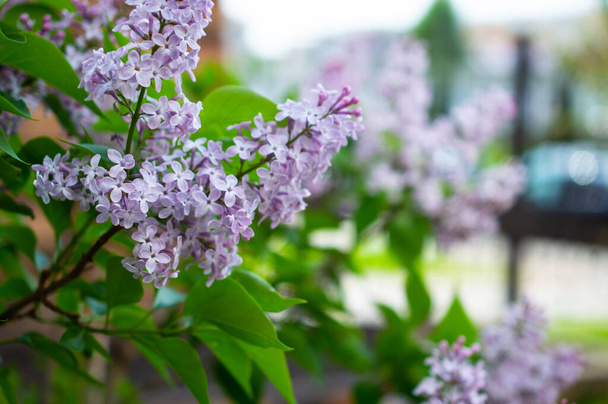 lilac branch on a blurred background - Zdjęcie, obraz