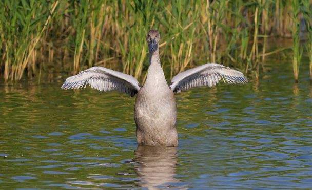 Büyük ibikli grebe, Podiceps kristali. Genç kuş nehirde yüzüyor, kanatlarını açıyor. - Fotoğraf, Görsel