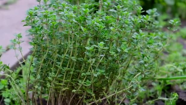θάμνος καλλιέργειας θυμαριού με πράσινα φύλλα στον κήπο, κοντά - Πλάνα, βίντεο