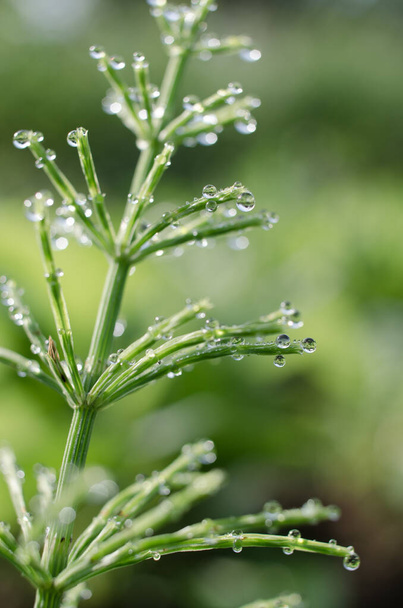 Green horsetail outdoors grows in the morning with dew and on a bokeh background - Fotó, kép